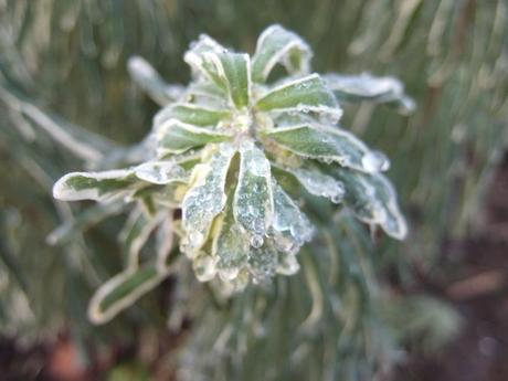 Euphorbia characias ‘Silver Swan’