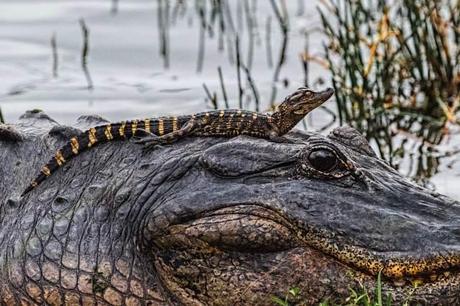 Mother-and-Baby-Gators-cropped