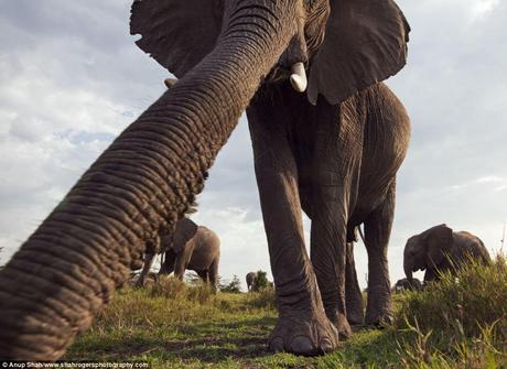 Hidden Cameras Around Africa Capture Amazing Pictures