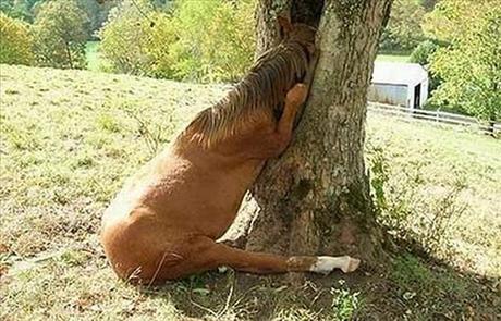 Haha, the horse has found some treasure.