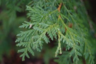 Thuja occidentalis Leaf (30/12/14, Kew Gardens, London)