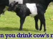 More Cow’s Milk Bashing. Totes Deserves Though…
