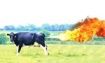 cow farting