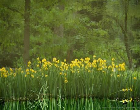 yellow flag iris reflections