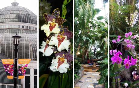 Como Conservatory Orchid Show