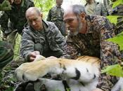 Eating Making News .... Putin's Siberian Tiger Returns Russia