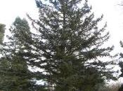 Picea Pungens