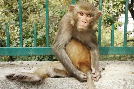 One of the many playful monkey who intertained me in Nepal. Many of them were so tame (since they know humans equals food) they would sit on a bench with you.