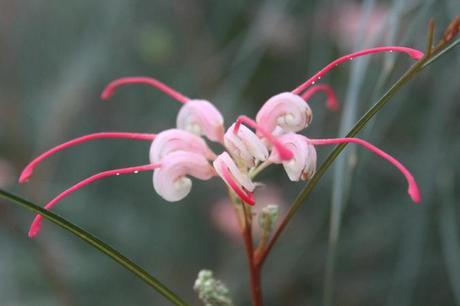 Grevillea johnsonii - Spider flower