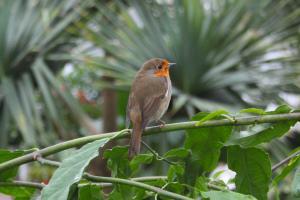 The cycle of life - Robin in the Wisley Glasshouse