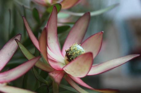 Leucadendron 'Safari Sunset'