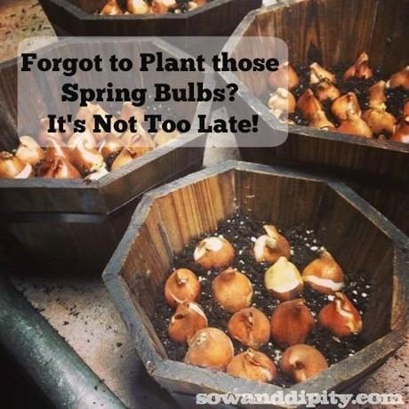 Planting Spring Bulbs in Winter