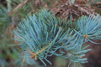 Abies concolor Leaf (30/12/14, Kew Gardens, London)