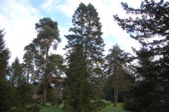 Abies concolor (30/12/14, Kew Gardens, London)