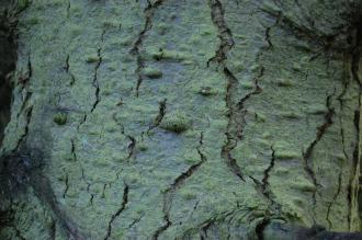 Abies concolor Bark (30/12/14, Kew Gardens, London)