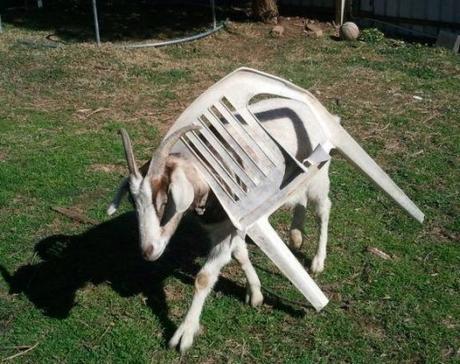Top 10 Animals Stuck in Plastic Garden Chairs