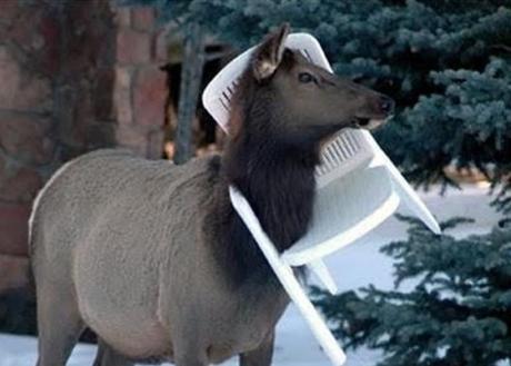 Top 10 Animals Stuck in Plastic Garden Chairs