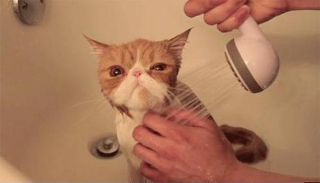 These Adorable Angry Cat Gifs Will Make Your Day!