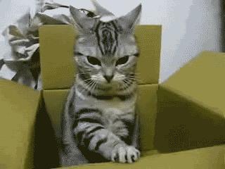 These Adorable Angry Cat Gifs Will Make Your Day!