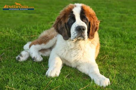 New Year's Resolutions for You and Your Pet from Petbrosia