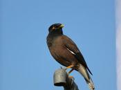 Song Mynah Birds