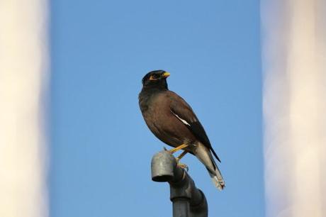 mynah bird