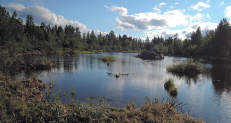 Humedales en la orilla del Inarijärvi