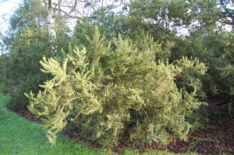 Erica arborea var. alpina (30/12/14, Kew Gardens, London)