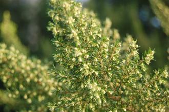 Erica arborea var. alpina Leaf (30/12/14, Kew Gardens, London)