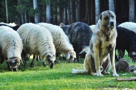These sheep herding dogs are very common in both Georgia and Turkey, and though they can be vicious when they are on duty, they are sweet cuddly bears the rest of the time!