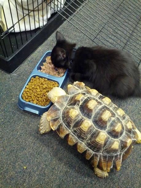 Adorable Animals Who Love To Share Their Food