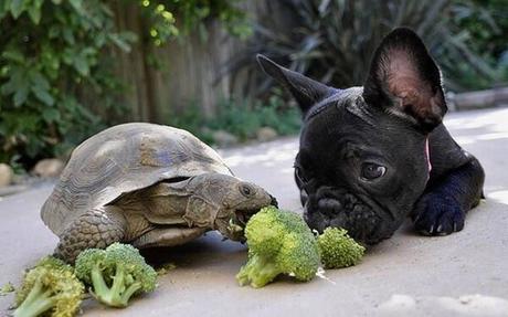 Adorable Animals Who Love To Share Their Food