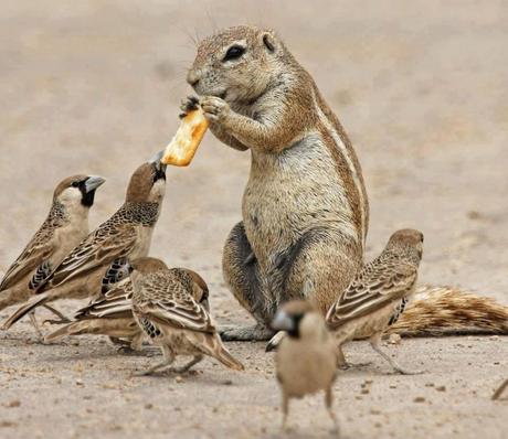 Adorable Animals Who Love To Share Their Food