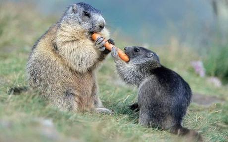 Adorable Animals Who Love To Share Their Food