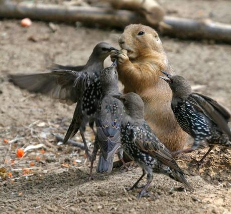 Adorable Animals Who Love To Share Their Food