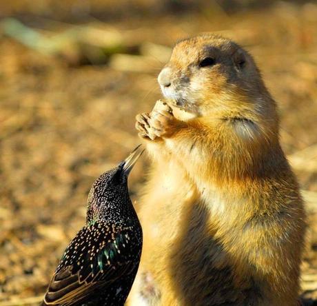 Adorable Animals Who Love To Share Their Food