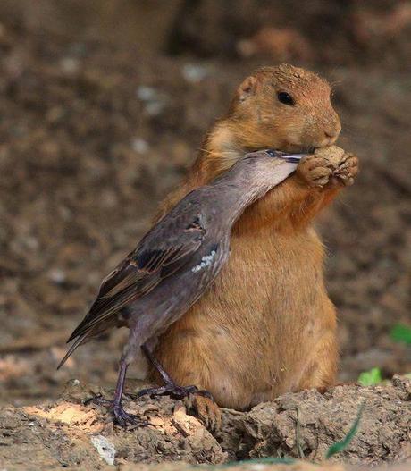 Adorable Animals Who Love To Share Their Food