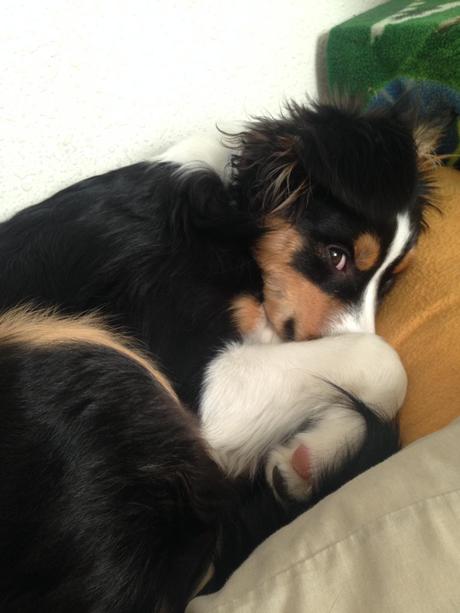 These All New Adorable Photos Of Pets Will Win The Internet.