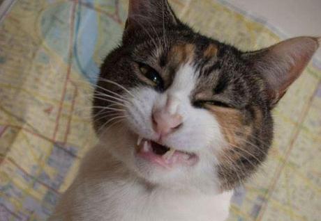 Funny Cats Who Just Got High On Catnip!