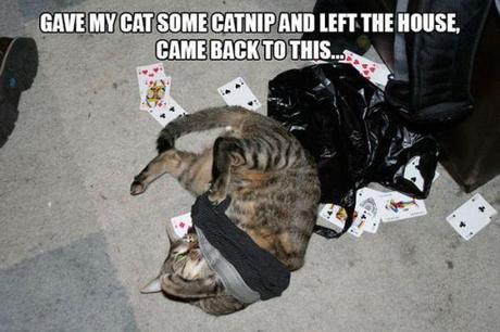 Funny Cats Who Just Got High On Catnip!