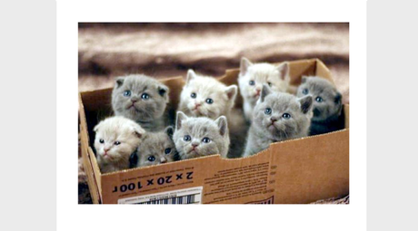 box full of kittens