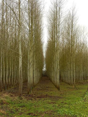 New Year’s Eve Walk