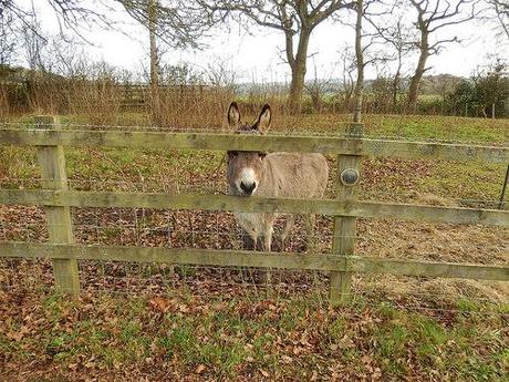 New Year’s Eve Walk