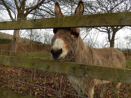 New Year’s Eve Walk