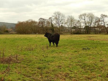 New Year’s Eve Walk