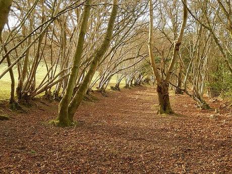 New Year’s Eve Walk