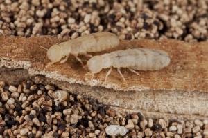 53_Drywood Termites