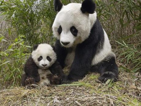 Cutest Animals With Their Adorable Babies