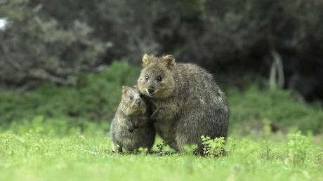 Cutest Animals With Their Adorable Babies