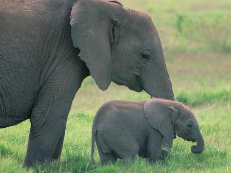 Cutest Animals With Their Adorable Babies